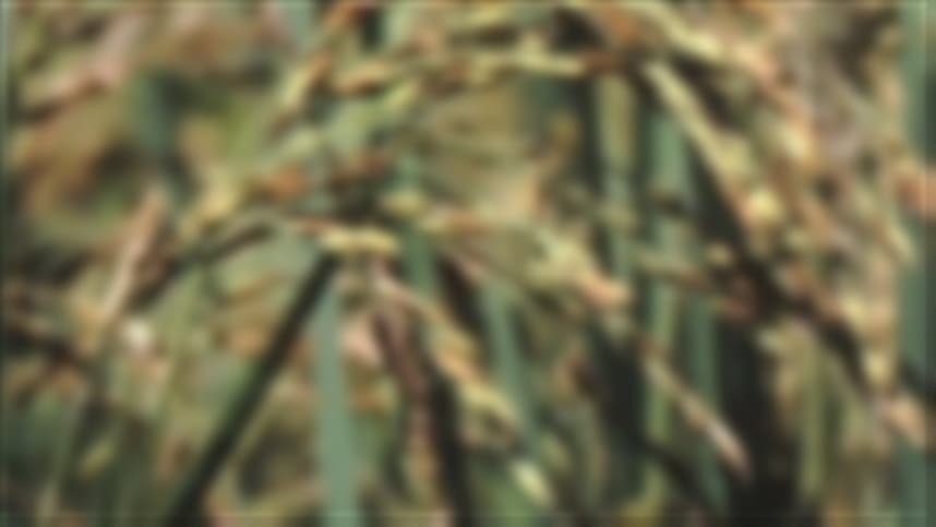 Sementes de arroz para solos quentes e secos