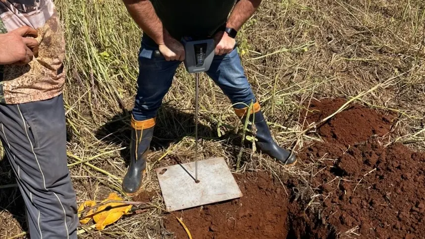 Produtores colhem 35 t/ha de silagem e recuperam solo compactado