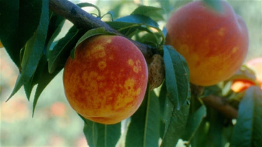 Argentina monitora doença de frutas de caroço