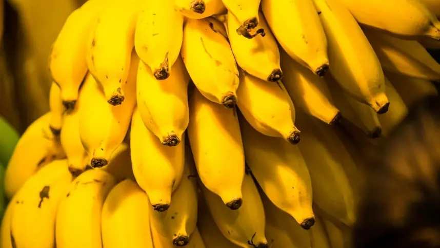 Produção de banana no Paraná cai 30% em dez anos