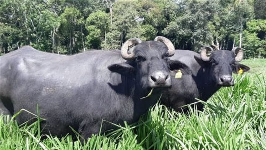 São Paulo conquista segunda certificação em leite orgânico de búfalas