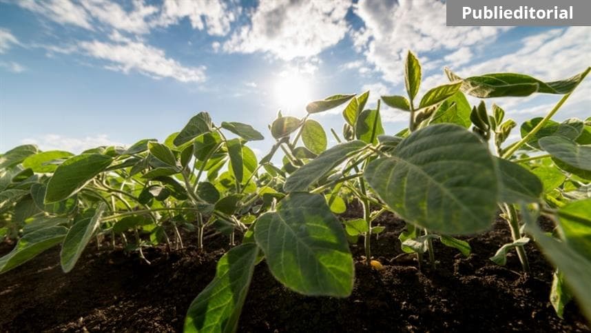 Biofertilizante nanotecnológico revoluciona nutrição