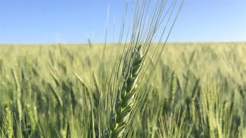 Trigo irrigado cresce no Cerrado Brasileiro