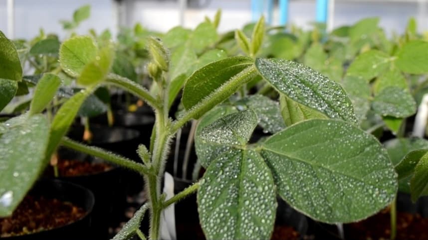 Tecnologia com Selênio diminui estresse das plantas
