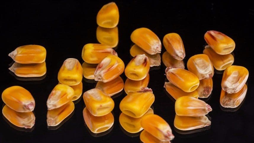 Ourofino Agrociência lança nova tecnologia para o tratamento de sementes