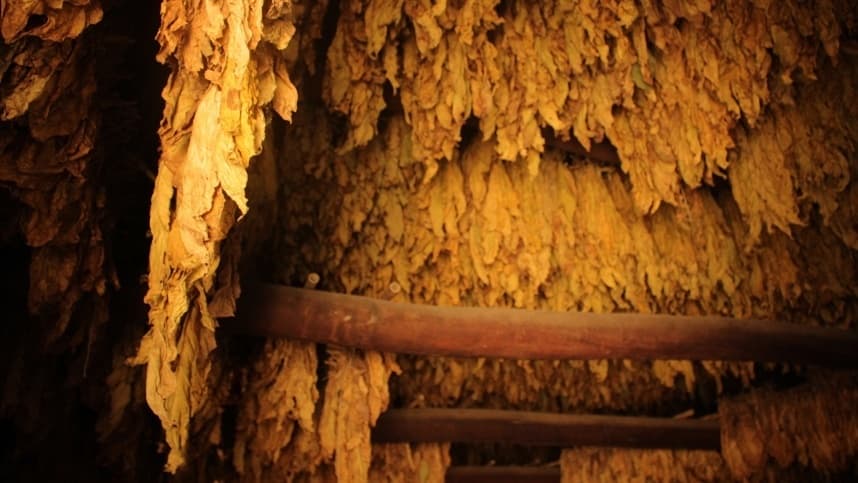 Tabaco, celulose e máquinas puxam exportações gaúchas