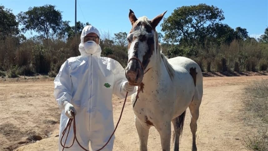 Mormo: Tocantins suspende aglomeração de equídeos em cinco municípios