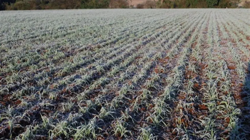 Meteorologia alerta para mais geadas no campo