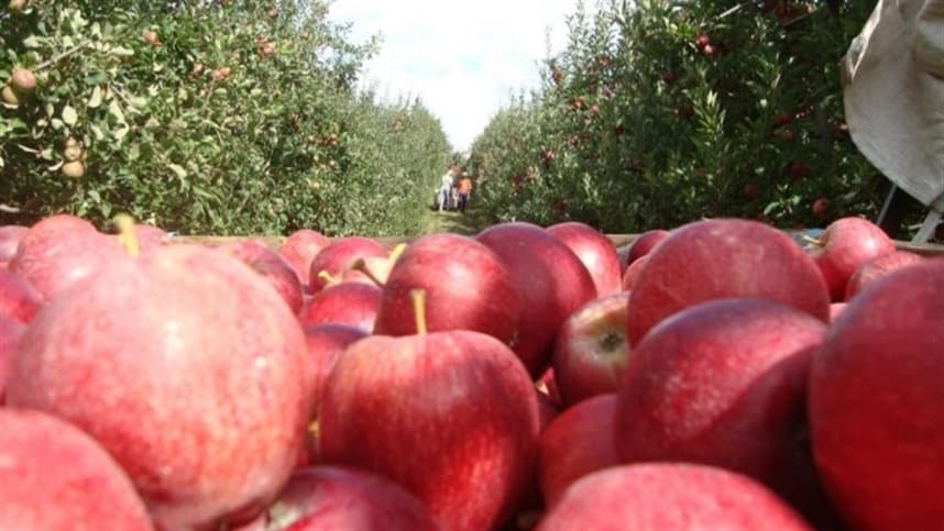 Epagri estuda tecnologias de combate a uma das piores doenças da maçã