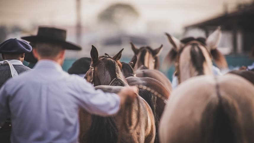 Ourinhos sedia nova etapa Passaporte para a Morfologia do Cavalo Crioulo