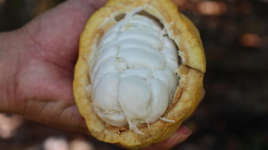 CDR vota anistia a dívidas de produtores de cacau da Bahia