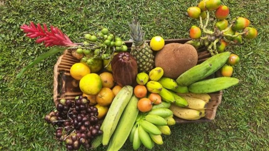 Com apoio da Epagri, sítio Saberes da Mata fornece alimentos orgânicos para merenda escolar de Penha e Balneário Piçarras