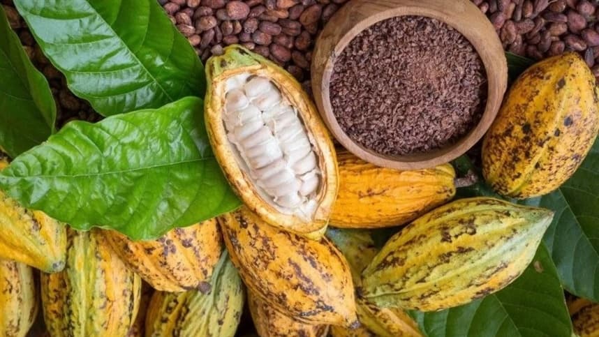 Lei define percentual mínimo de cacau e rotulagem dos chocolates
