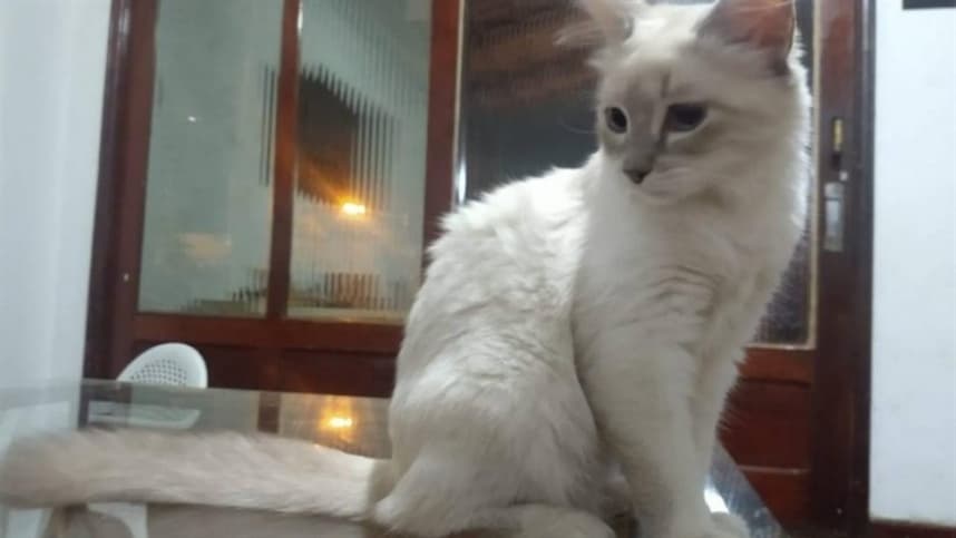 Brasil tem primeiro caso de animal com Covid