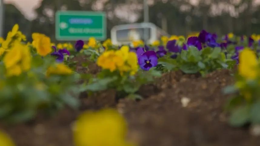 RS: Santa Cruz dá início ao plantio de flores e antecipa o colorido da primavera