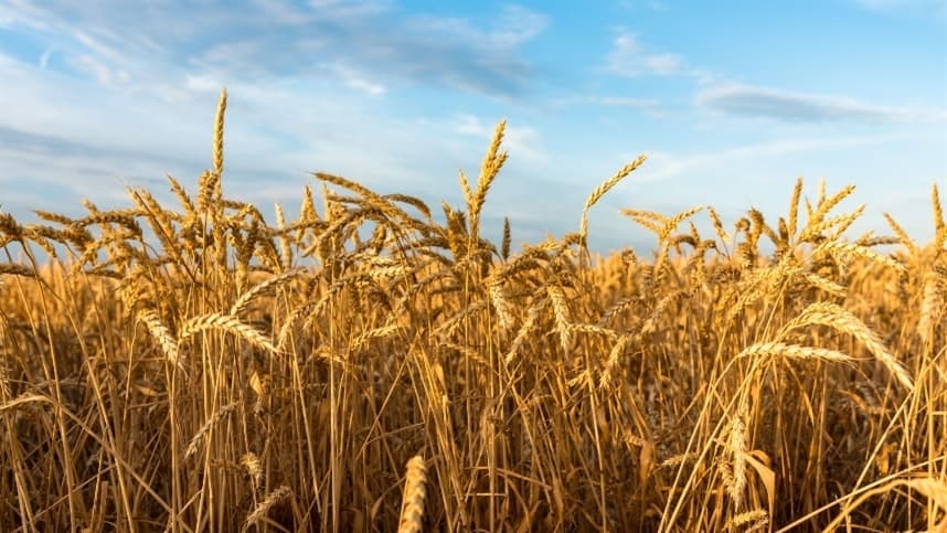 Trigo: geada, granizo e doenças exigem atenção no RS