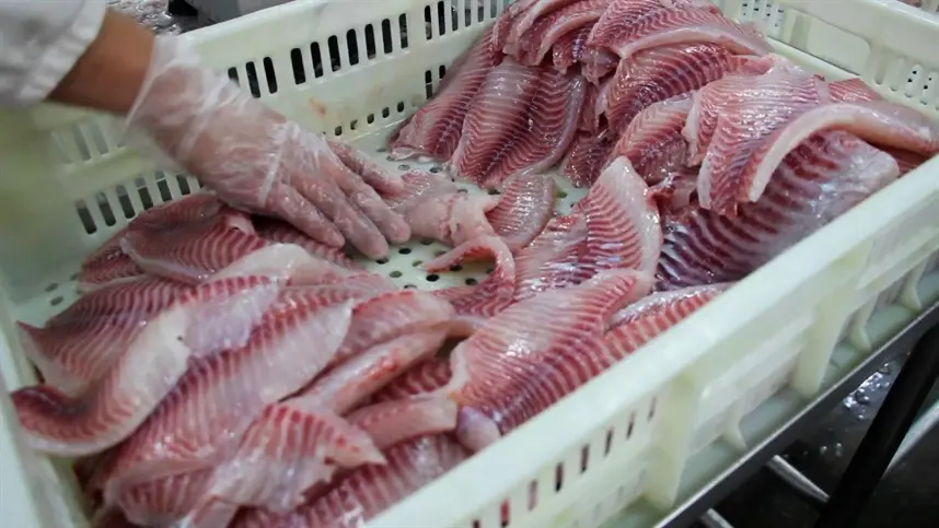 Pesquisa desenvolve peixe sem espinhas