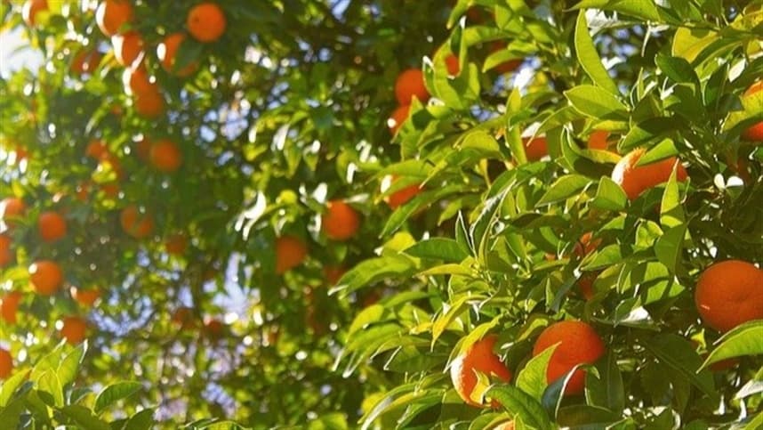 Cultivares da cultura da laranja