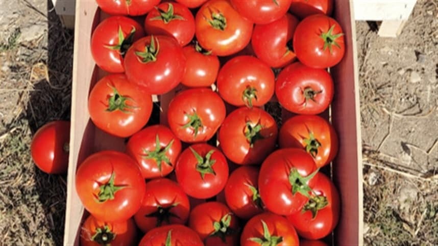 Agricultores apostam em sementes adaptadas para melhorar produtividade