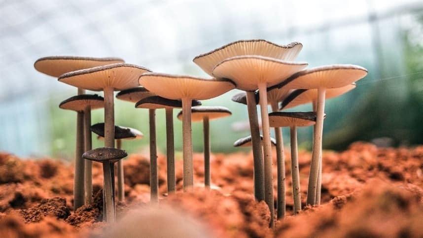 Isenção tributária para produtores de cogumelos é aprovada