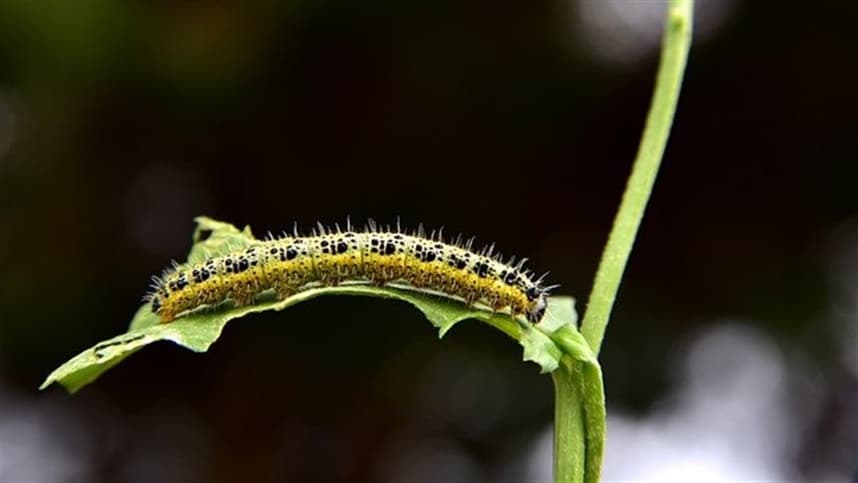 Bioinseticida controla lagartas Helicoverpa