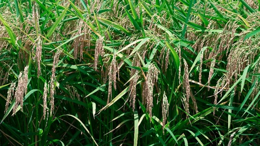O consumo de arroz por pessoa mantém trajetória de queda há décadas