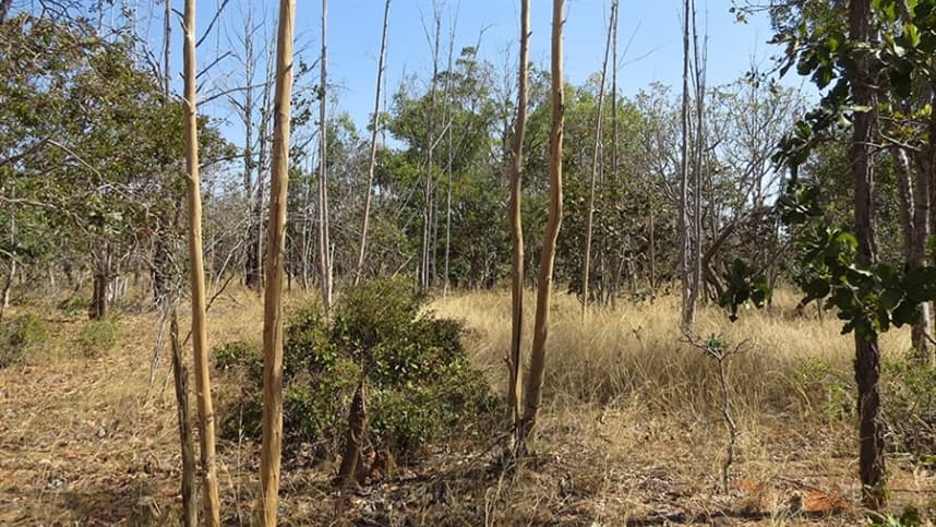 Inteligência artificial e satélites mapeiam terras agrícolas abandonadas no Cerrado