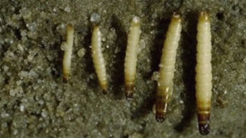 Como identificar os danos da larva arame?