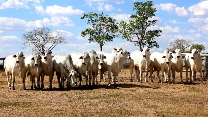 Nelore quer resgatar essência da pista