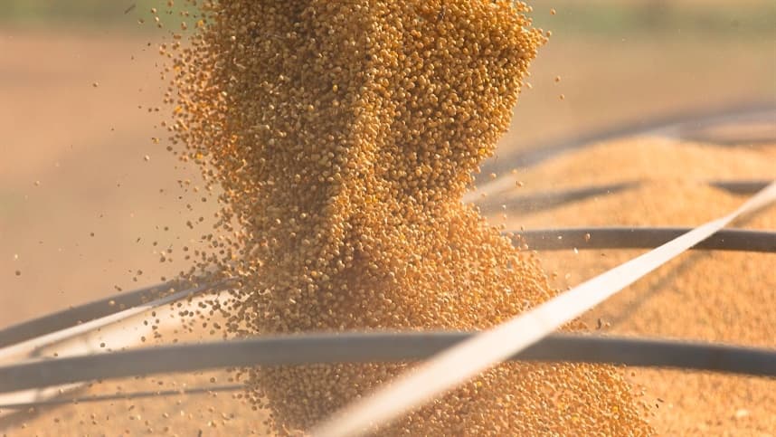 Em novembro, as cotações da soja no mercado catarinense registraram um aumento de 2,4% 
