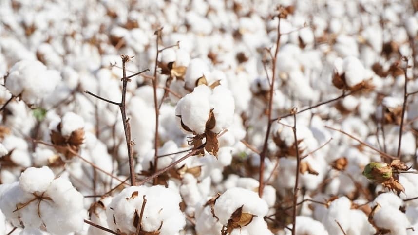 Bahia produz 1,8 milhão de toneladas de algodão