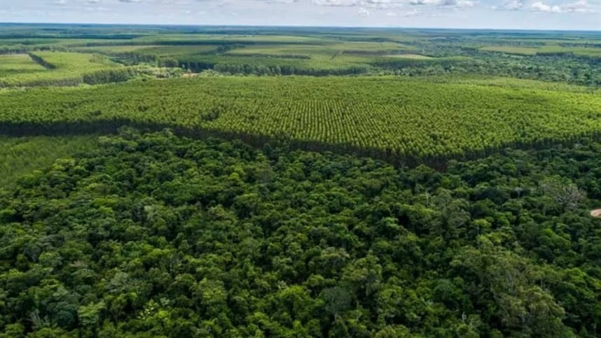 SEAGRI e ABAF levam seminário de produção florestal à EunaAgro