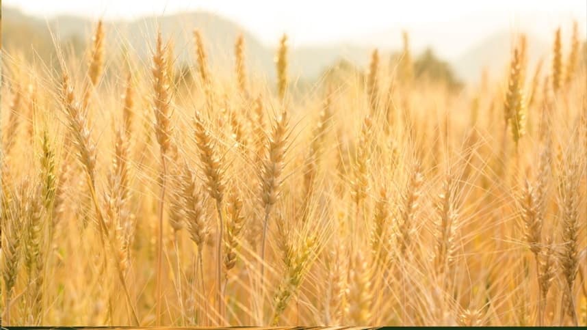 Cevada: manejo nutricional aumenta produtividade em 6,2 sacas por hectare