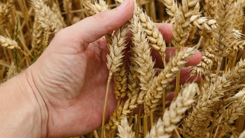 Preço do trigo sobe pelo quinto mês no Paraná