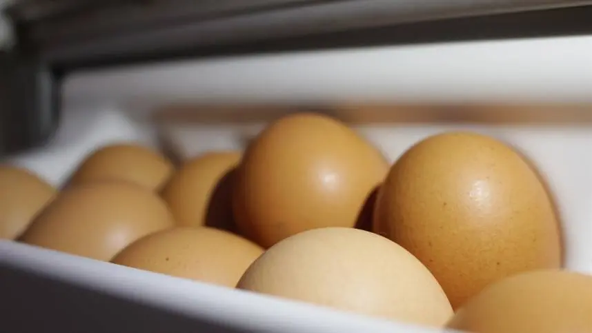 Paraná responde por quase um quarto dos ovos incubáveis produzidos no País