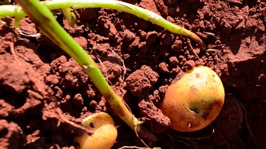 HORTIFRÚTI: principais doenças terão controle
