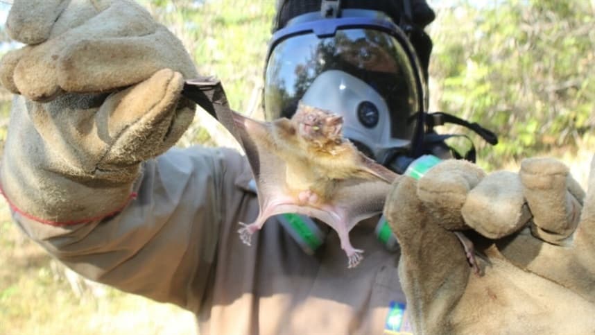 TO alerta para vacinação contra a raiva animal