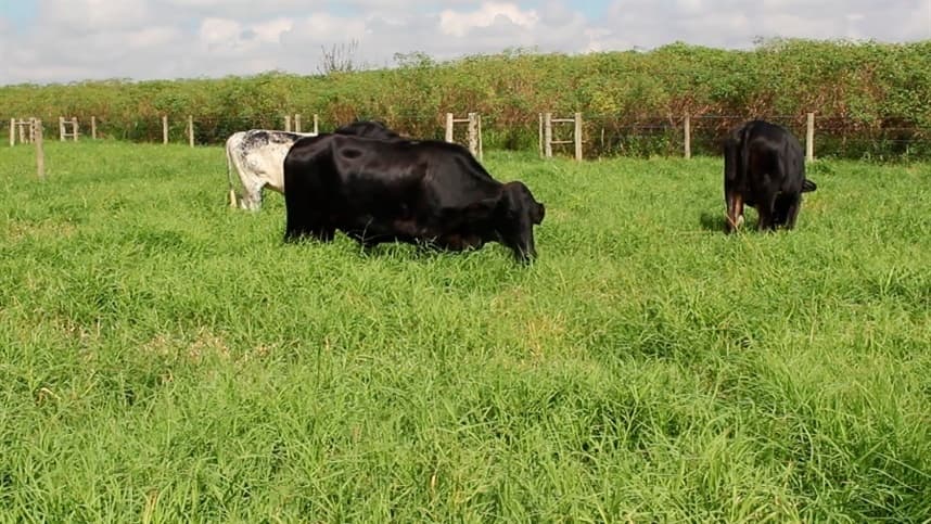 Uso de sementes de qualidade é primordial na ILP