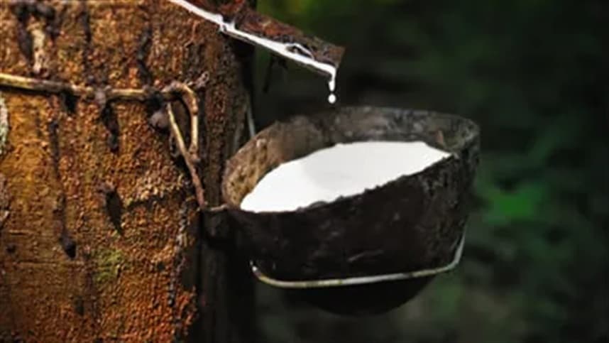 Borracha natural a solução pode estar no tomate
