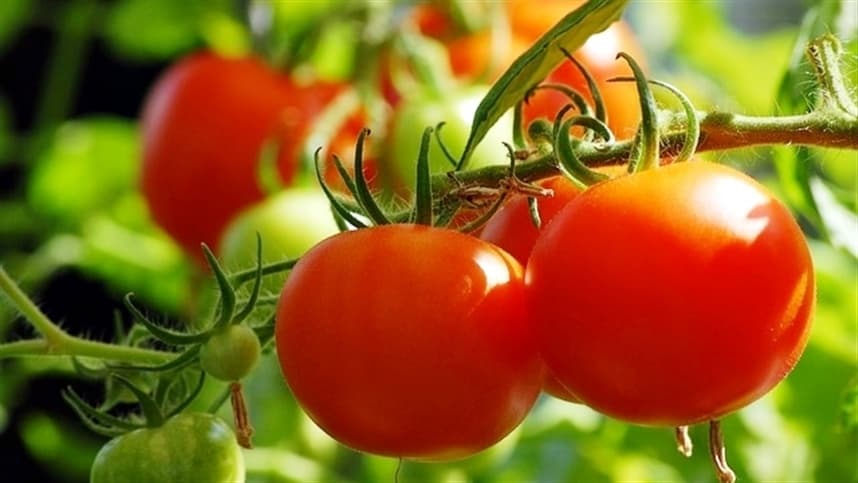 Tomate continua se valorizando nos atacados