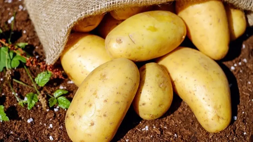 Preço da batata inglesa tem variação de 185% em João Pessoa