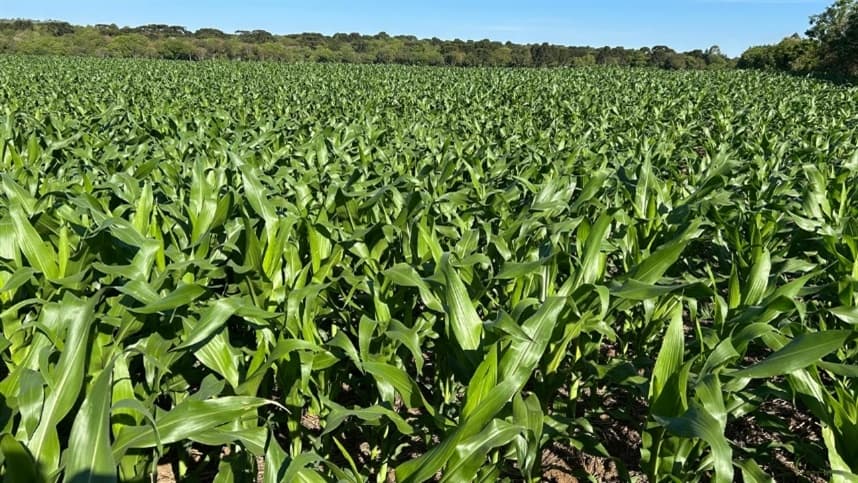 Sipcam Nichino amplia portfólio com 6 lançamentos previstos