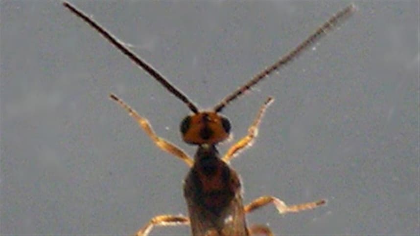 Vespa que contaminava biofábrica vira biopesticida