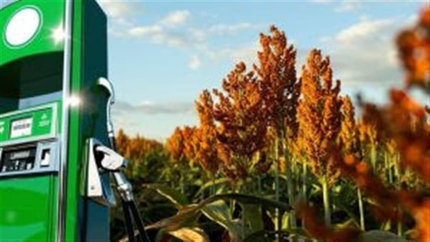 Produção de etanol, a partir do sorgo, ganha força no Brasil