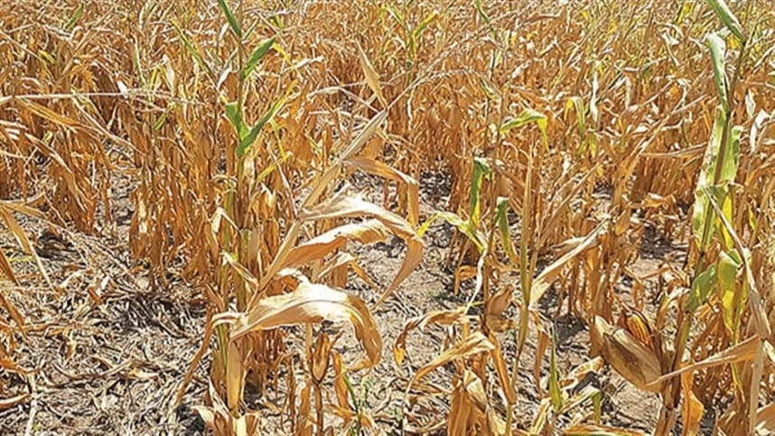 Produtores ajustam estratégias diante da previsão de La Niña