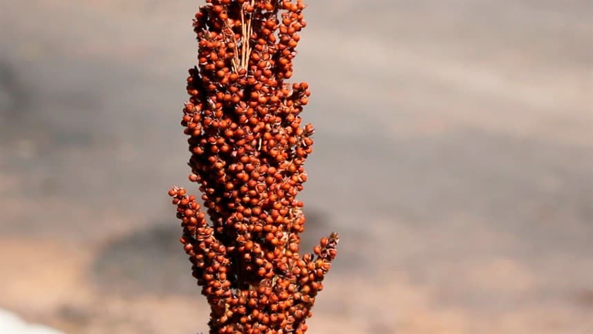 Brasil vai incentivar mais produção de milho e sorgo