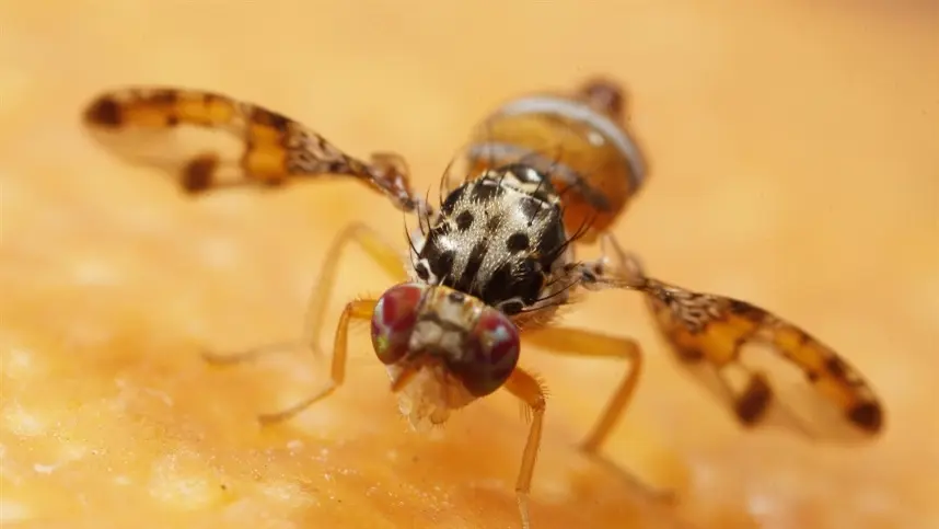  Vale do São Francisco intensifica controle da mosca-das-frutas