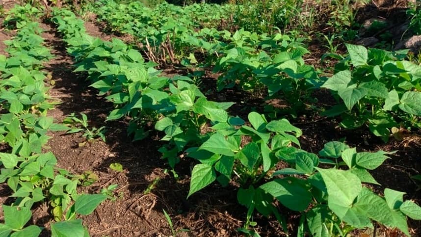 Aprofir MT também recomenda redução dos fertilizantes