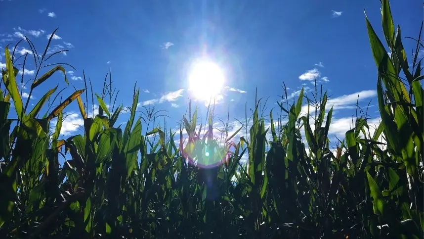 Aquecimento global faz EUA produzir mais milho