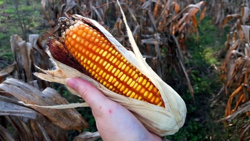 SC aposta em cereais de inverno para minimizar o déficit de milho